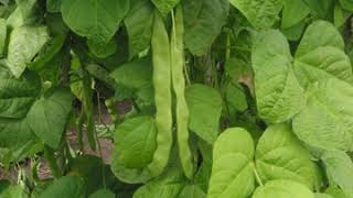 White beans | Wikipedia audio article
