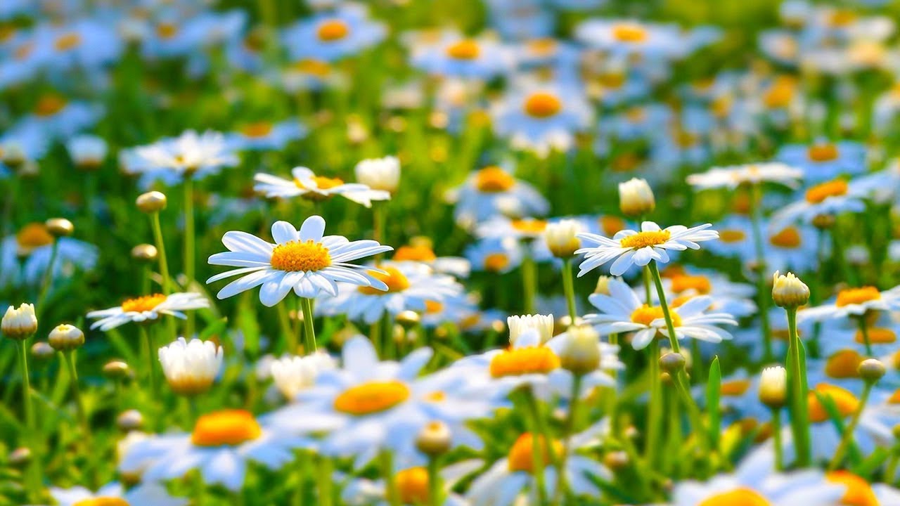 лечебная музыка для сердца и сосудов - Нежная музыка, успокаивает нервную систему и радует душу #10