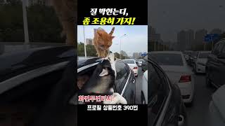 길 막힌다는디, 좀 조용히 가지!  #자동차 경적 #클락션 #자동차 소음