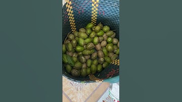 Cóc cầy trái to #shorts 2LND