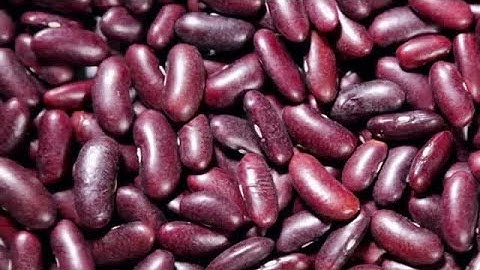 Red Beans Stock Video