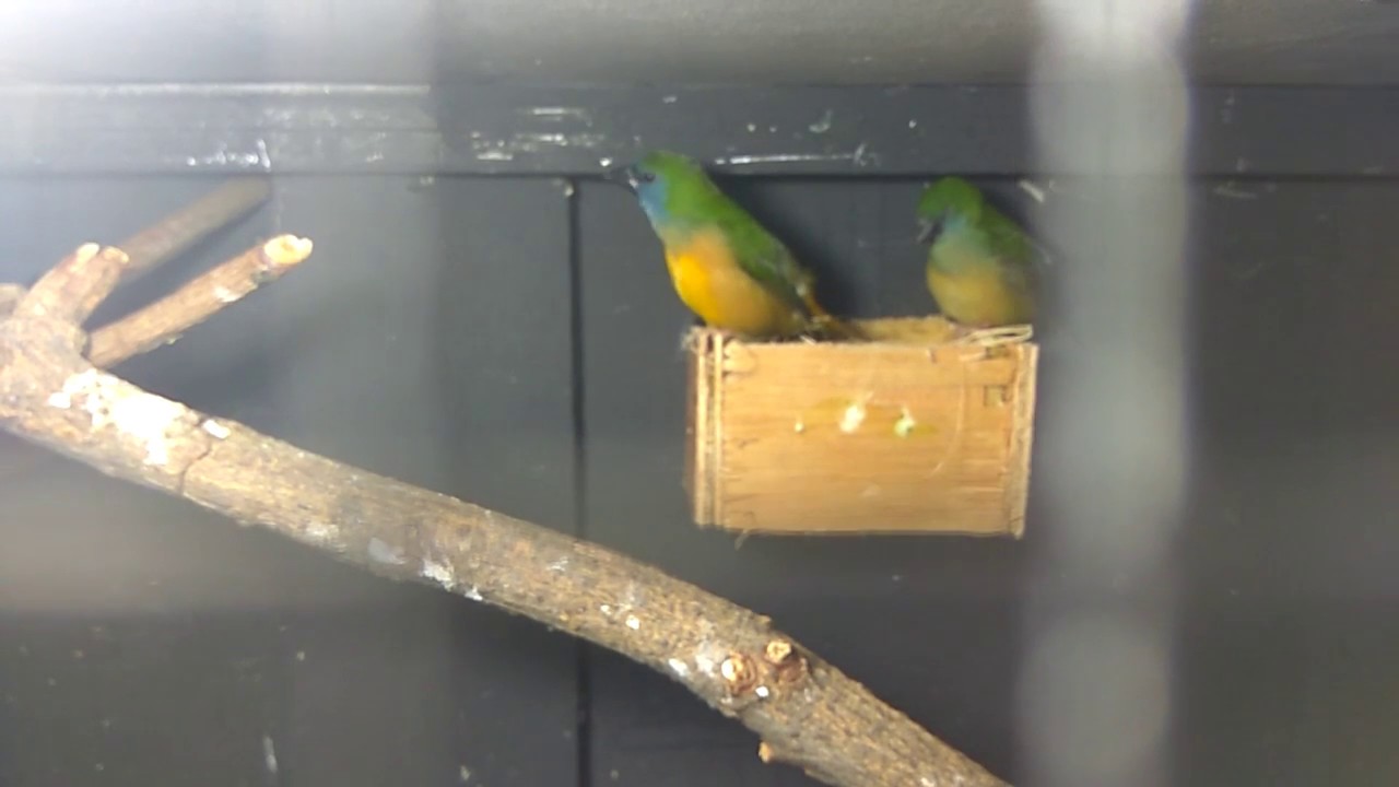 Emprit Hijau Gacor Dor Siang Malam Hahahaha Piss Bosssss Youtube