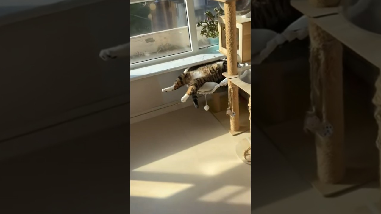 Cat Dangles Hind Legs in the Air While Lying Belly Up
