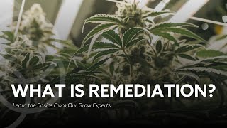 We Don't Remediate