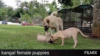 kangal puppies by ZDB Kennel 370 views 2 years ago 1 minute, 24 seconds