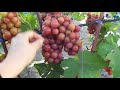 Гибридная форма винограда Малиновый (20-2) Павловского Е.Г. в Воронеже.
