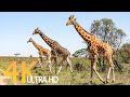 Beautiful Relaxing Music With Ultimate Wild Animals Collection in 4K ULTRA HD