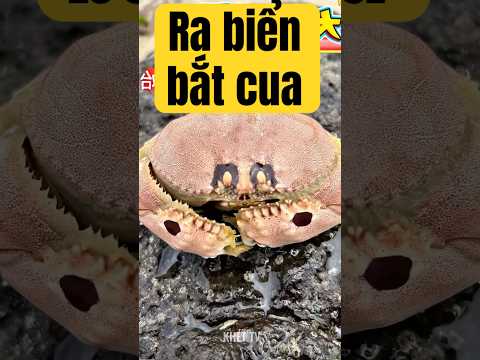 Đi biển bắt cua sứa #khettv #food