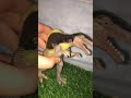 Jurassic would Spino kid￼