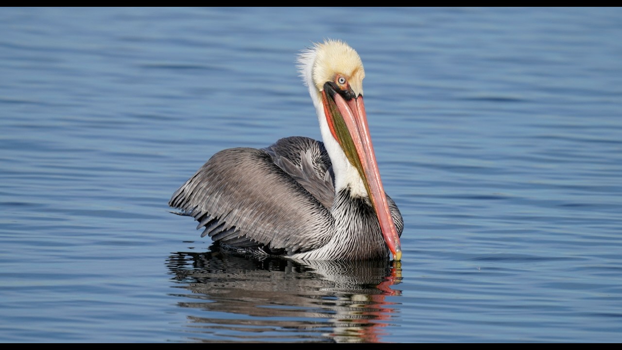 California Brown Pelicans