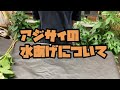 アジサイ水上げ　爆速　#Shorts　#shorts