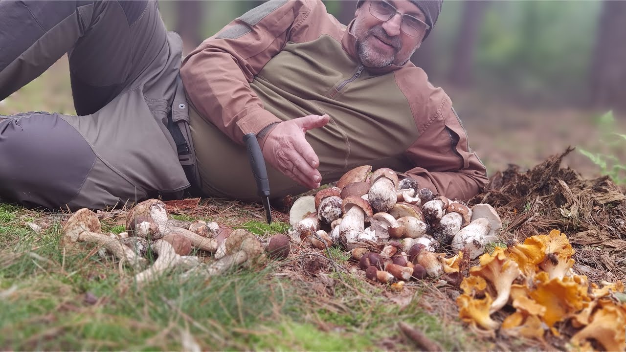 🌲 Dzisiejsze Grzybobranie Pełne Rarytasów! Prawdziwki, Kurki i Kozaki