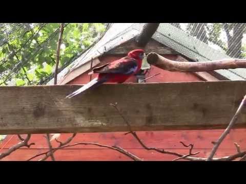 Rozella królewska - Platycercus elegans