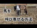 調馬索　馬を呼び寄せる方法【乗馬・馬術】【HorseCommunicationJapan】