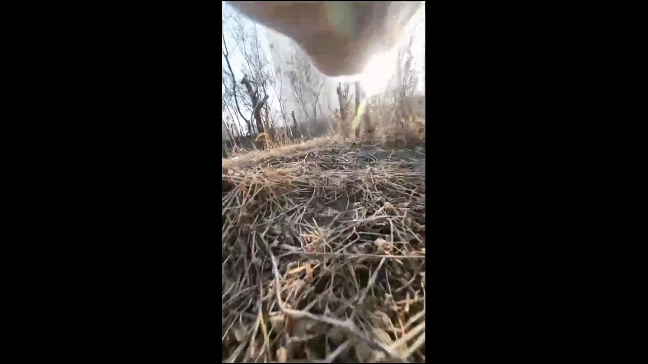 A Soft and Slow Cat Live Stream 2026-01-31 