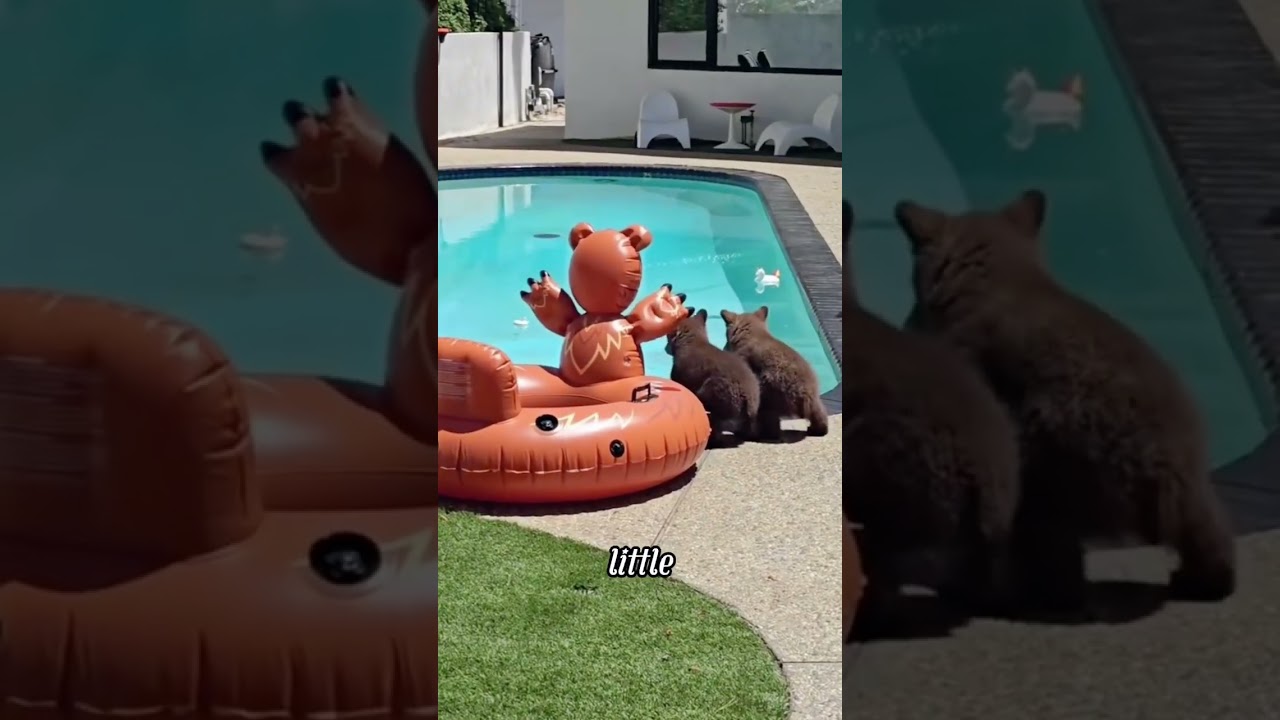 Swim bear 
