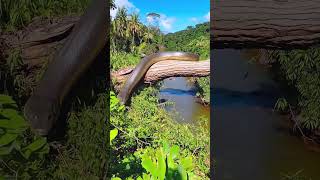 ⚠️o perigo e a beleza da floresta amazônica #viral #amazonia #sucuri #anaconda