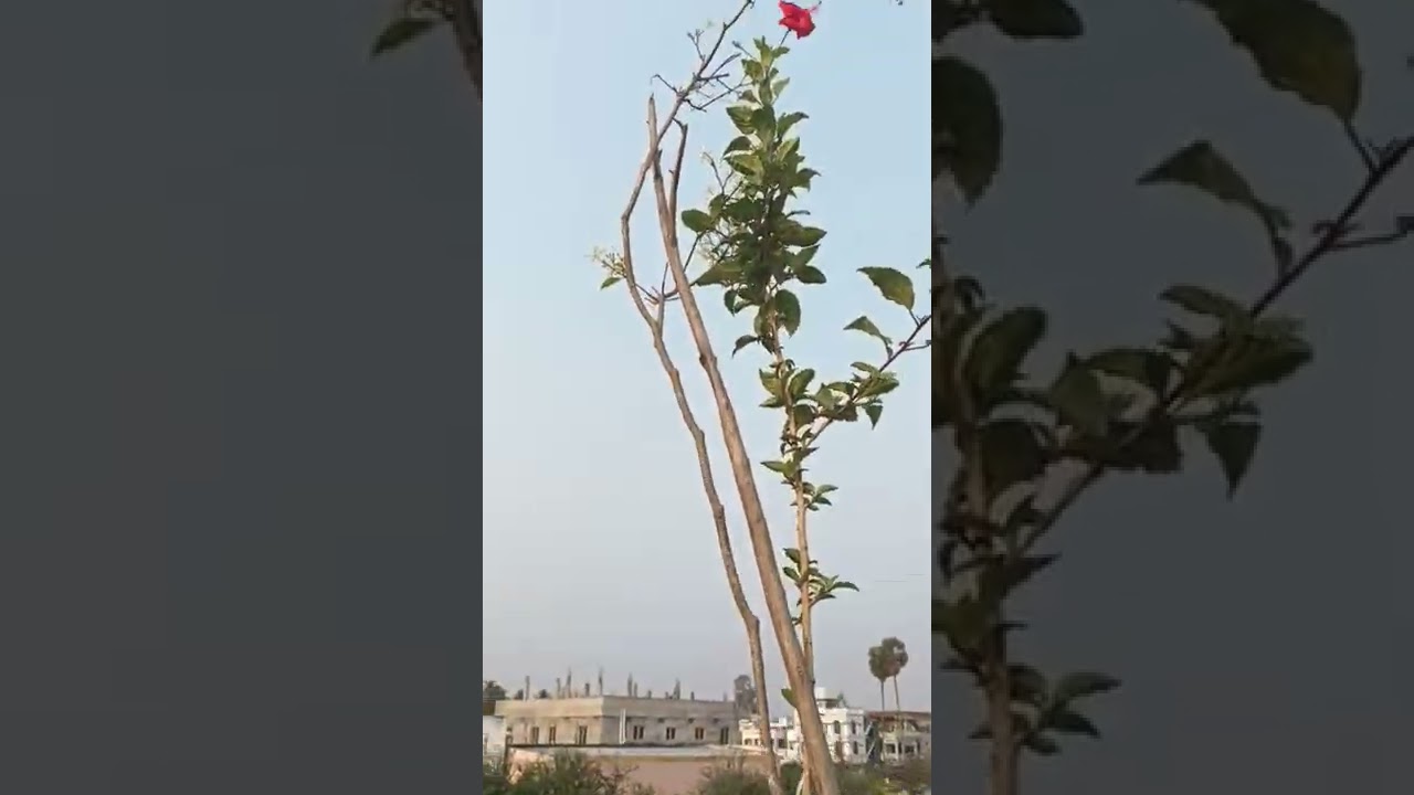 ma enti mundhu 25feet nandhivardhan mokka and red rekka mandharam mokkalu