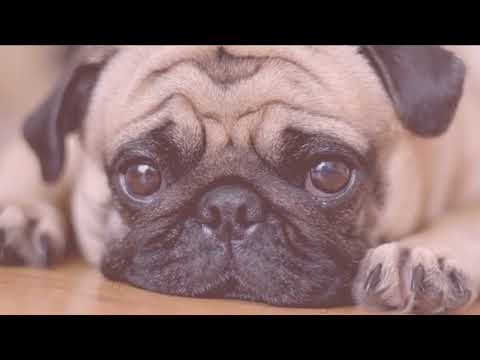 15 Motivos Para Tener Un Perro PUG Dicho Por La Gente