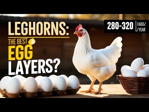 🥚 Leghorn Chickens: