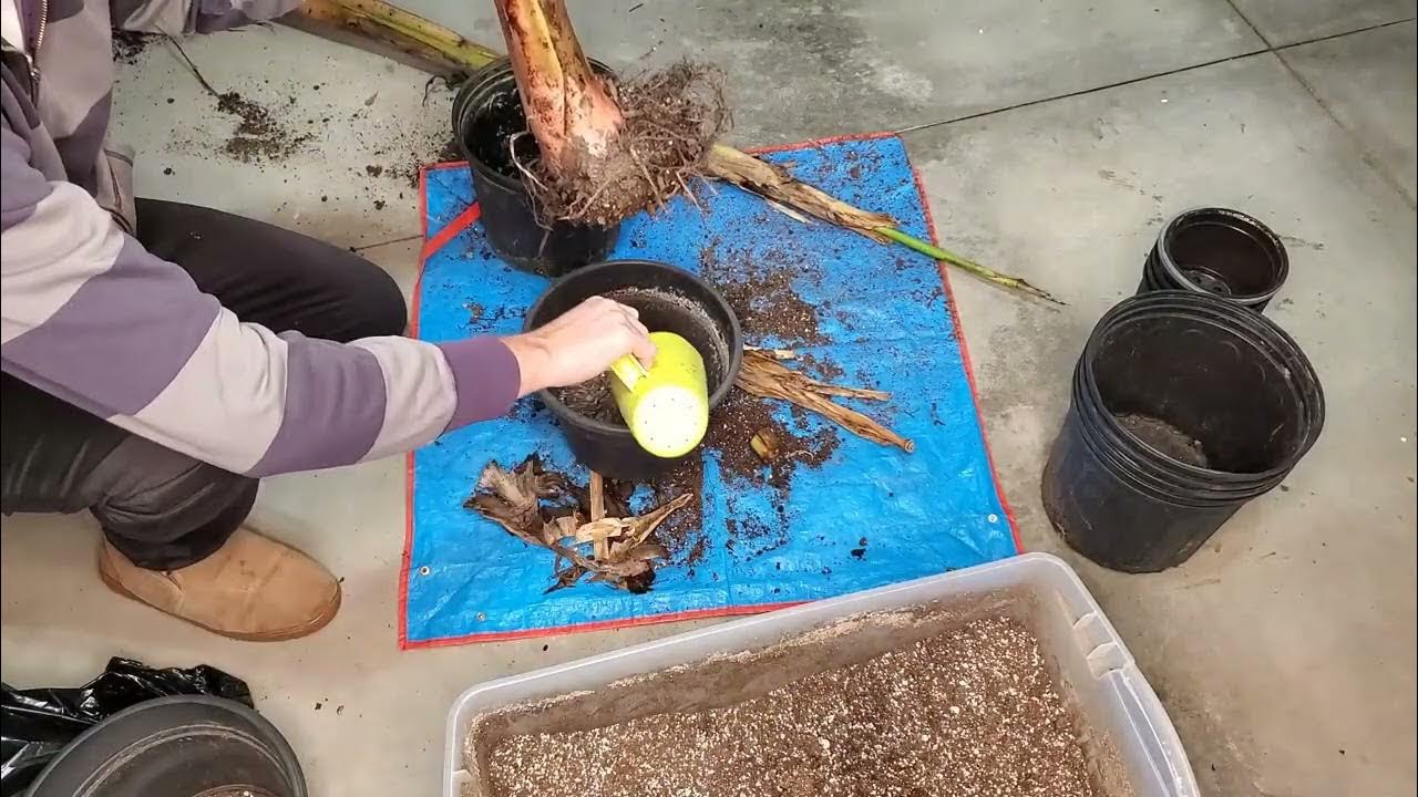 Waking up some Dormant Musa Banana Plants YouTube