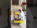 trí khôn giản dị của Đại Mi #cat #thucung #petlovers #cutecat #mèo #pets #dongvat #cat #funny
