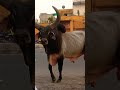 🐮 Jay Nandi Maharaj 🔱#shorts video