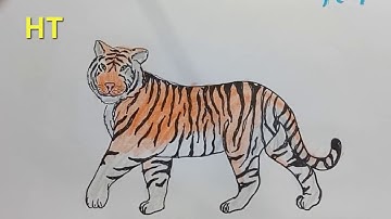 How to draw a Tiger step by step  [Narrated Step-by-Step Tutorial]