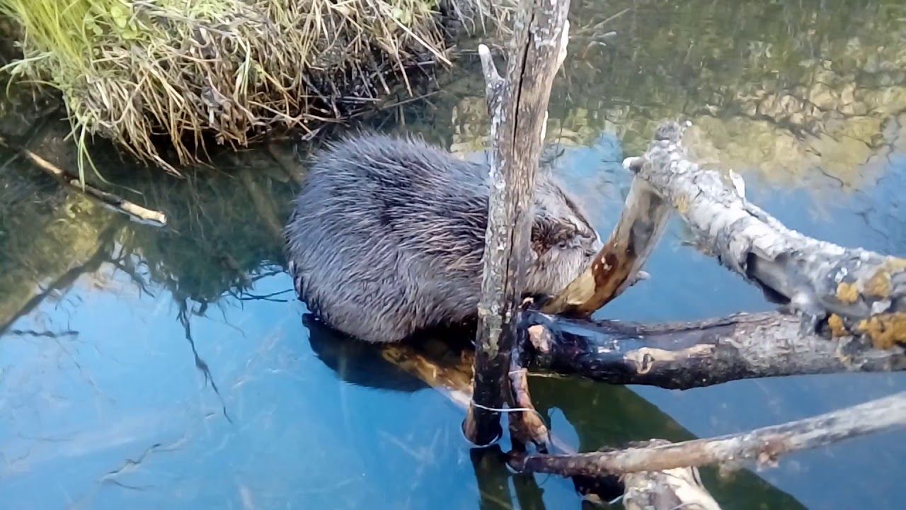 Бобр ловля