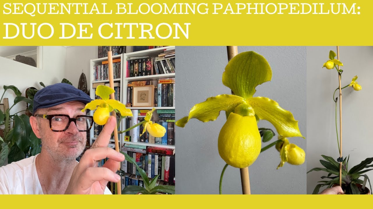 The Sequential blooming Paphiopedilum Duo de Citron!