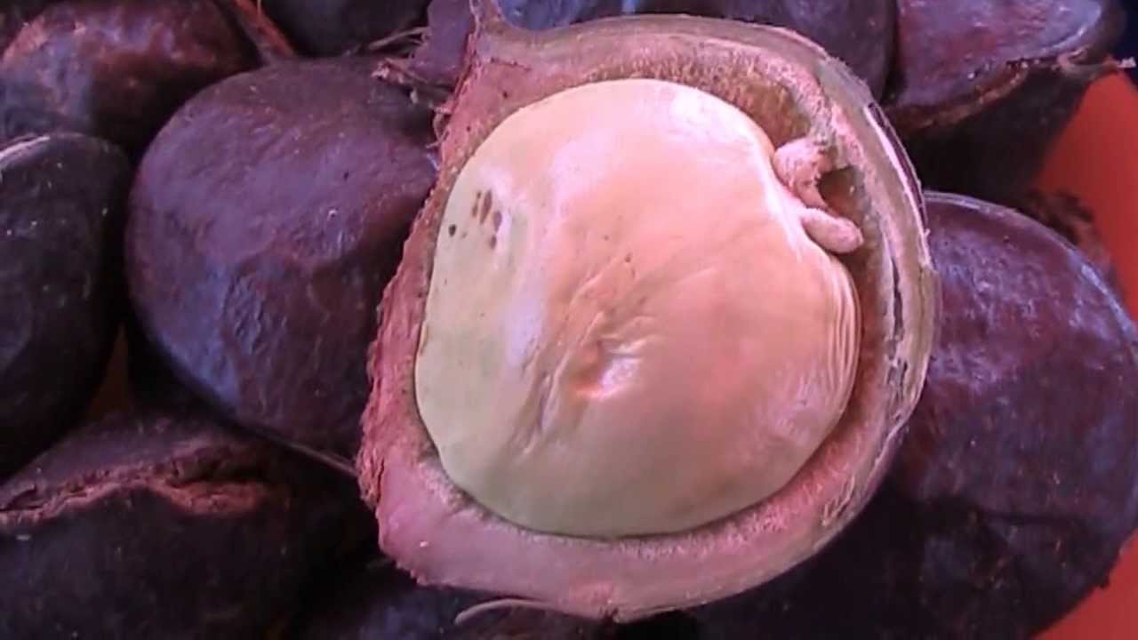 Borneo Fruits Food How To Eat Jering Archidendron Pauciflorum Jiringa Youtube