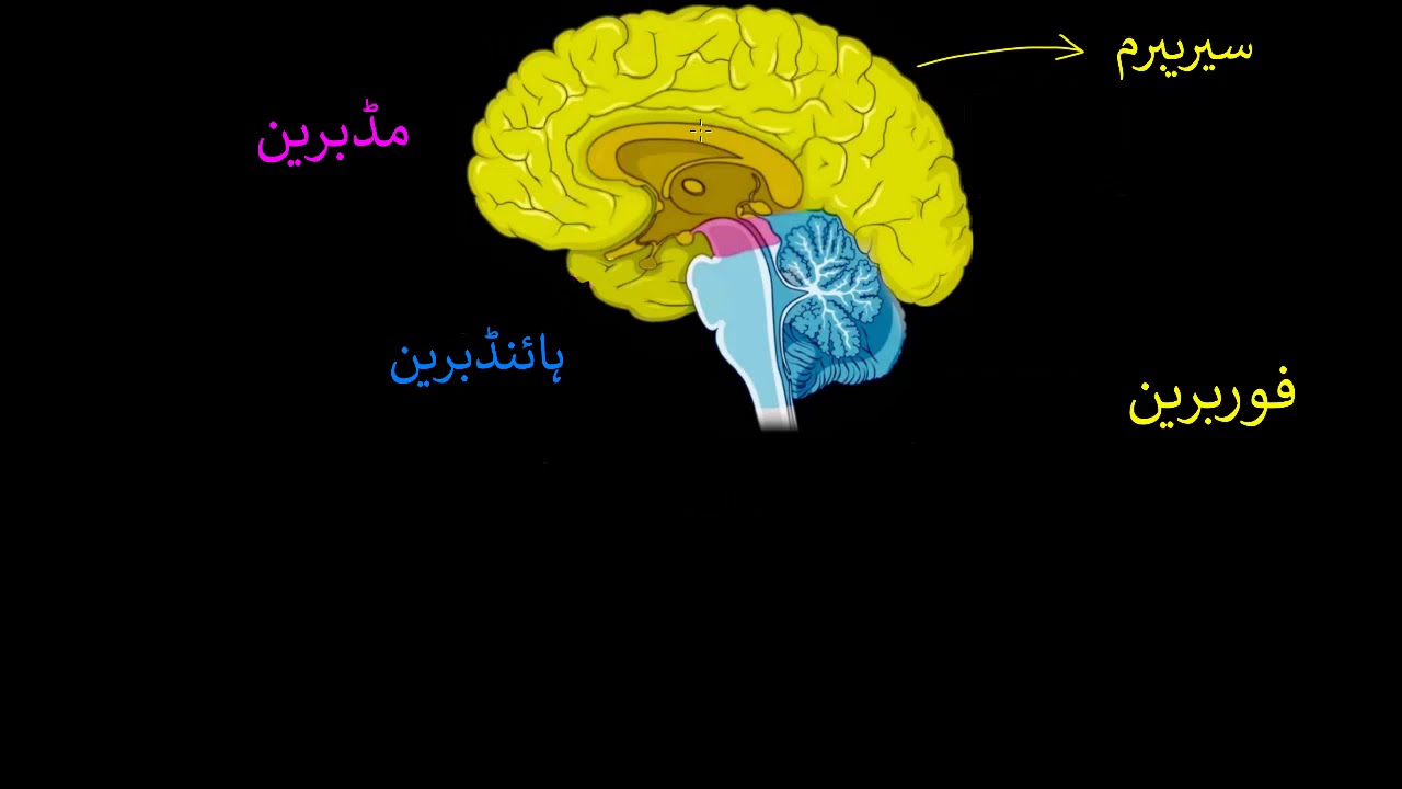 Brain Parts & functions Fore, mid & hind | Control & Coordination | Biology | Khan Academy Urdu