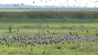 Bird madness at Fogg Dam