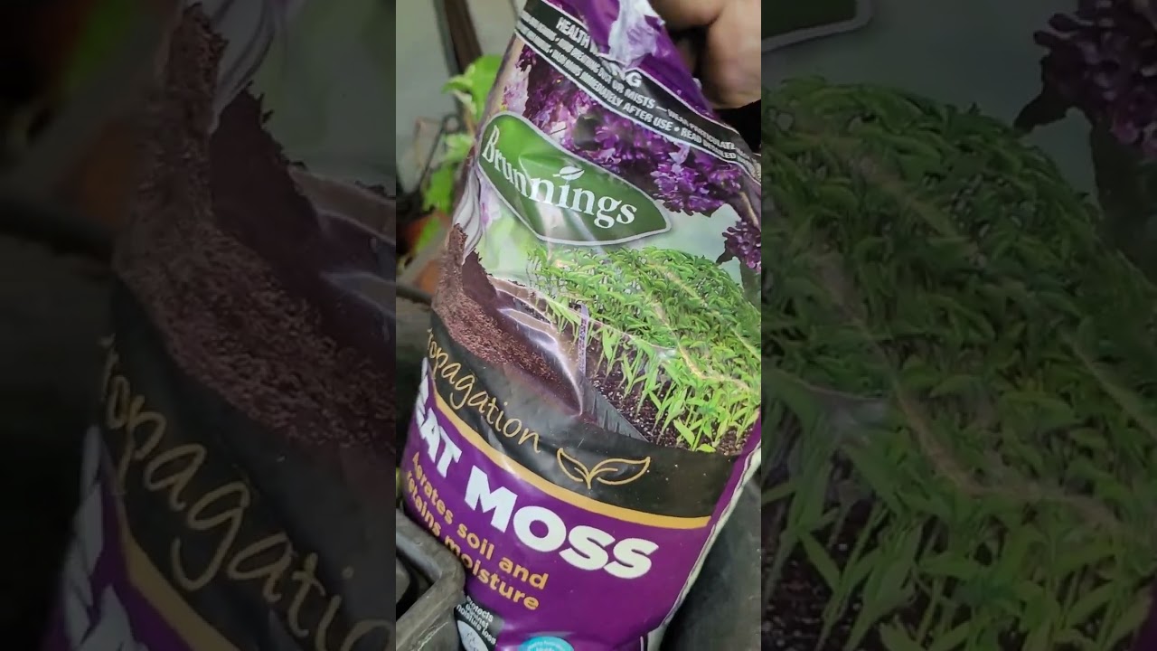 Desert Rose seed planting guide