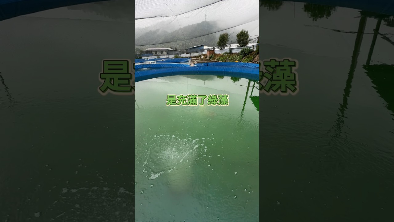 這水發霉了？ #珠寶水族 #蘭壽 #金魚 #goldfish #水族 縮圖