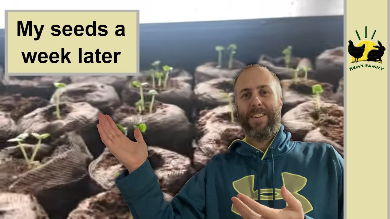 My seeds after a week/How I introduce My Young CHICKENS - Growing Your Own FOOD 