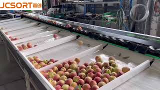 JC SORT Peach Weight Grading Machine 🍑 Net Worth