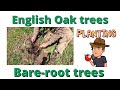 Planting English Oak trees