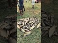 huge fish caught in pond!! #shorts #fishing #fish #telugu #india #fyp