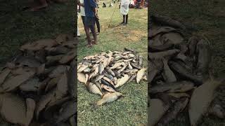 huge fish caught in pond!! #shorts #fishing #fish #telugu #india #fyp