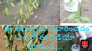 controlling of bacterial and fungal diseases in chili