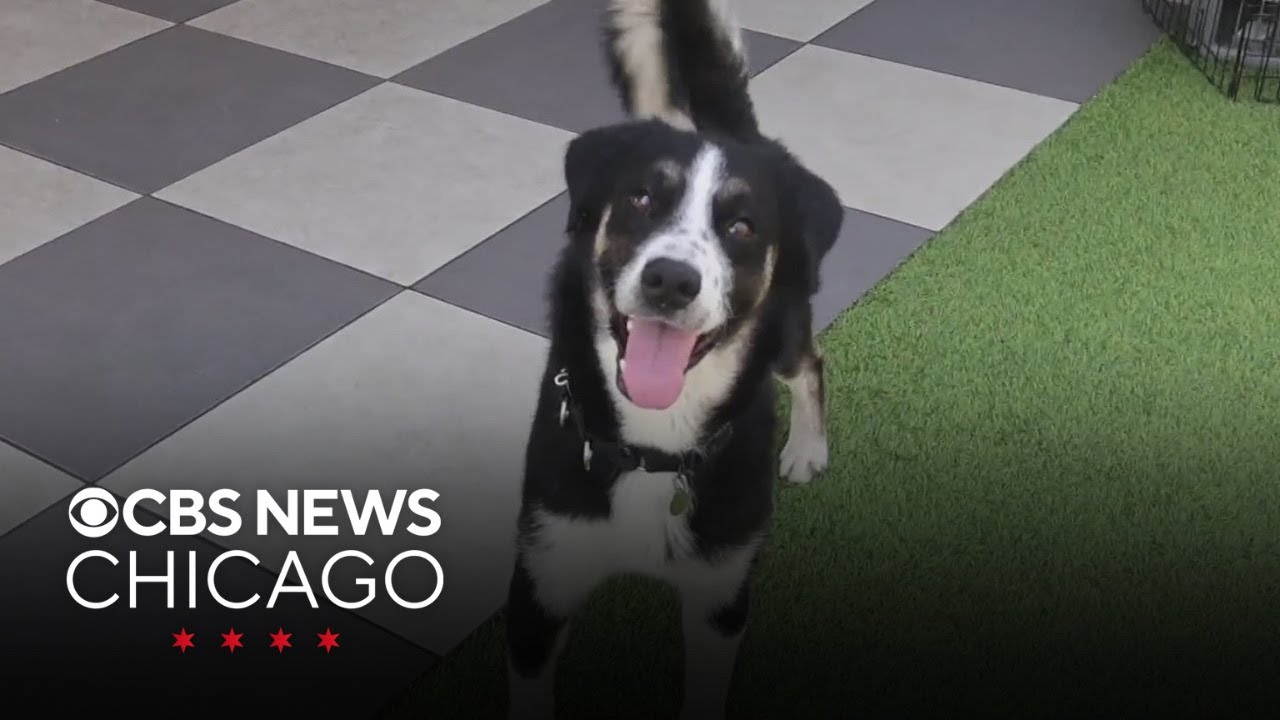 Meet Takeshi, PAWS Chicago Pet of the Week