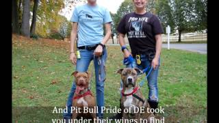 CCSPCA Rescue Appreciation 2012