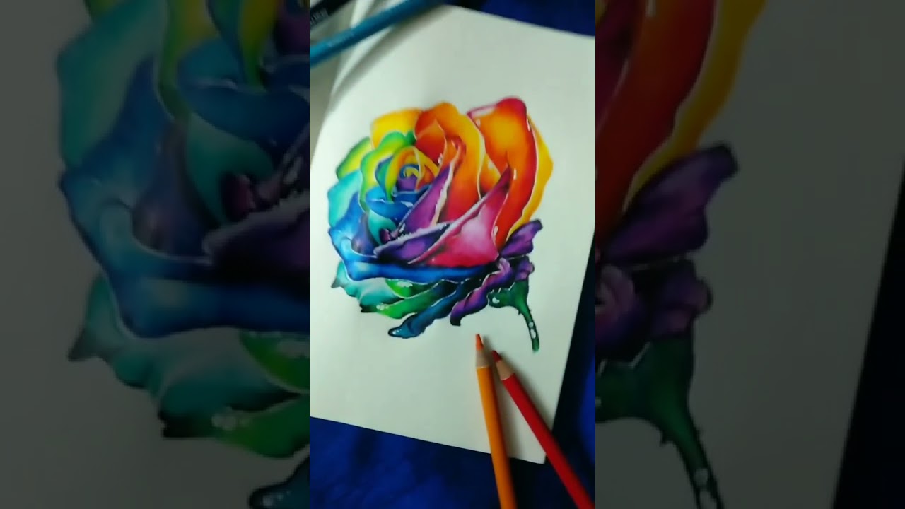 realistic rainbow rose🌈🌹