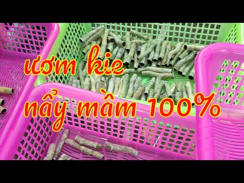 Mùa ươm ki đến rồi ! cách ươm kie phi điệp | Foci