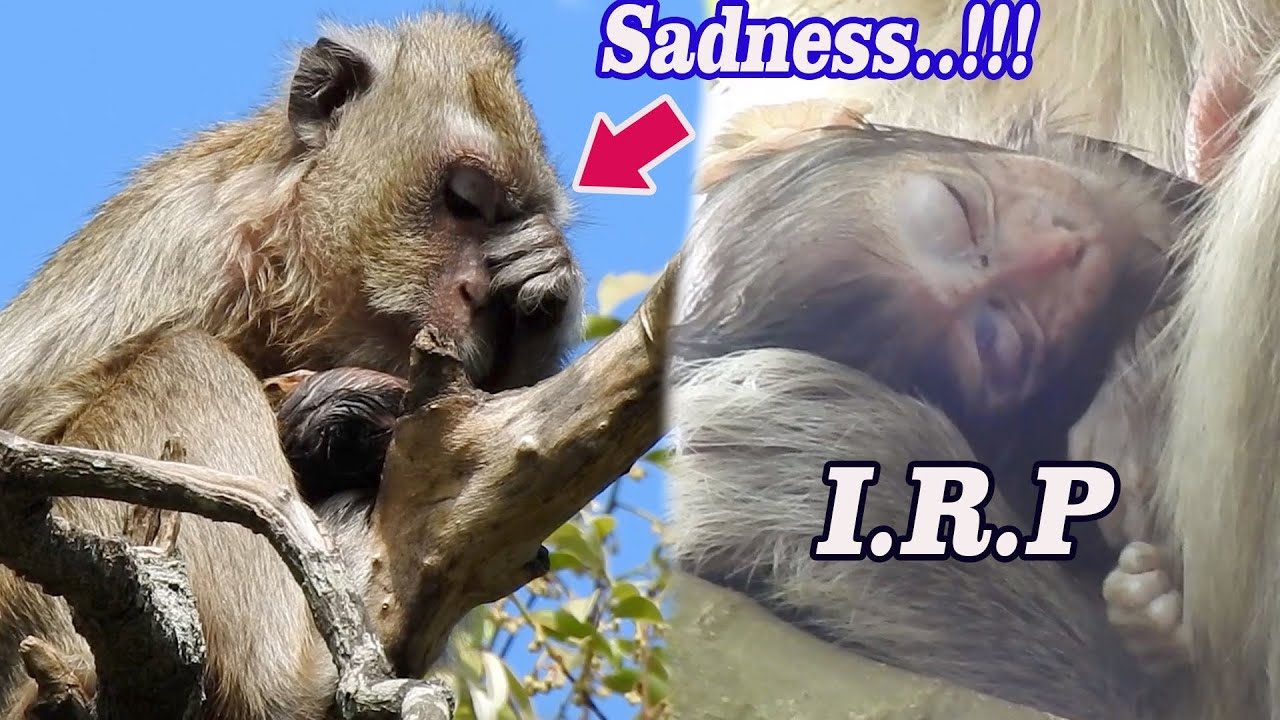 R.I.P!!! Very Pity Premature baby Vega lives shortly time- Pass away | Poor Mom sadness at high tree