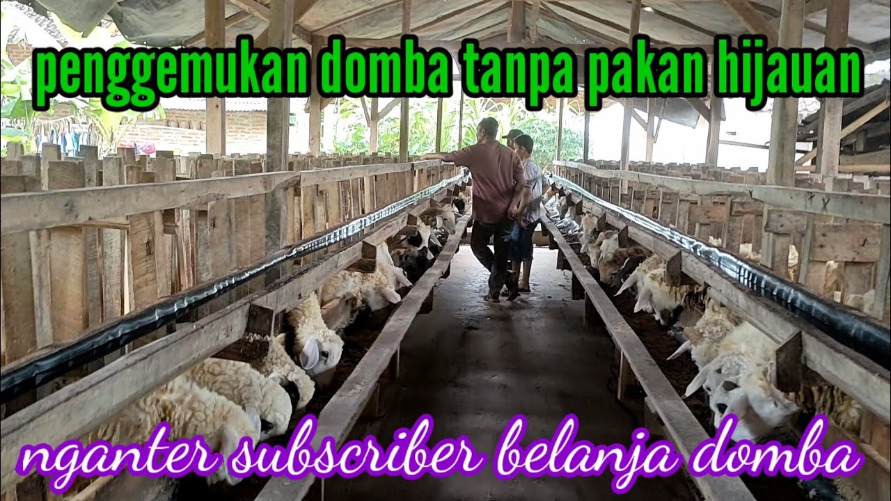 PETERNAKAN DOMBA GIBAS