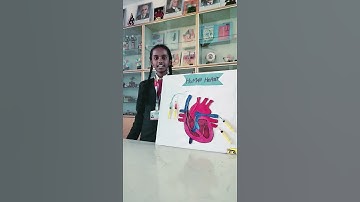 Human Heart Model #sciencemodel #scienceday