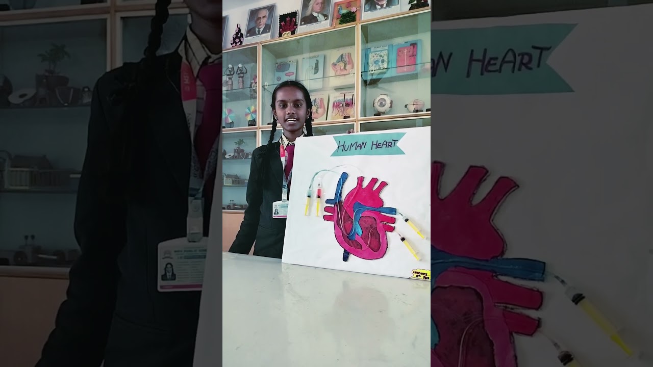 Human Heart Model 