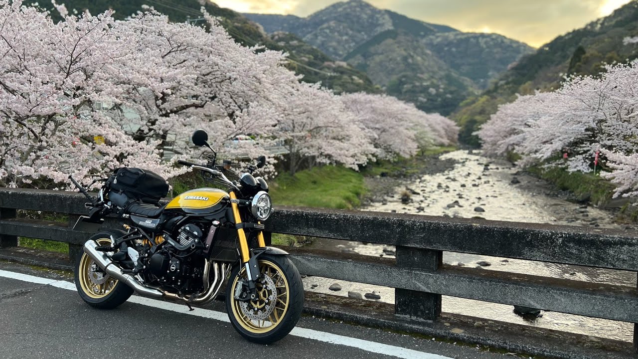 【 Z900RS SE 】 桜  ｜ 西伊豆  那賀川の桜並木